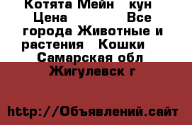 Котята Мейн - кун › Цена ­ 19 000 - Все города Животные и растения » Кошки   . Самарская обл.,Жигулевск г.